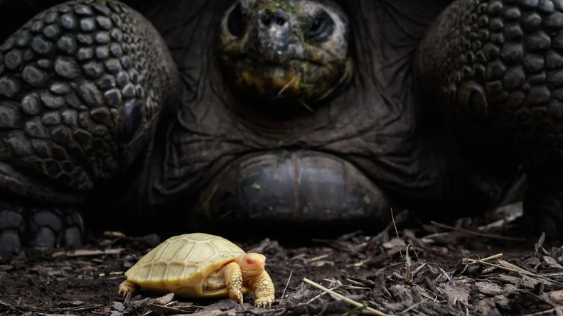 Albino Galapagos giant tortoise baby next to its mother, Tropicarium of Servion, western Switzerland